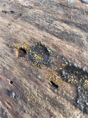 Trichoderma gelatinosum