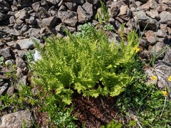Athyrium americanum