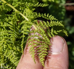Athyrium americanum