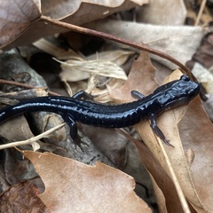 Plethodon metcalfi