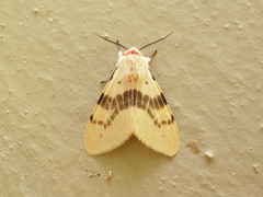 Lemyra bornemontana