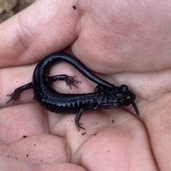 Plethodon metcalfi