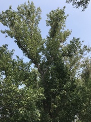Populus adenopoda