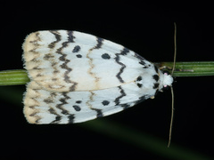 Hectobrocha pentacyma