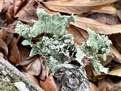 Ramalina complanata