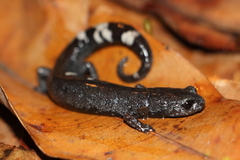 Aquiloeurycea scandens