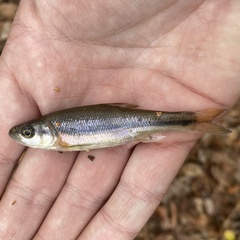 Clinostomus funduloides