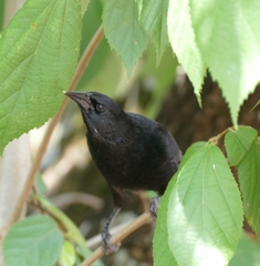 Gnorimopsar chopi