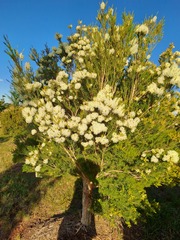Melaleuca alternifolia