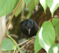 Gnorimopsar chopi