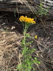 Chrysocephalum semipapposum