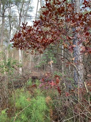 Quercus georgiana