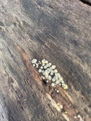 Helicogloea compressa