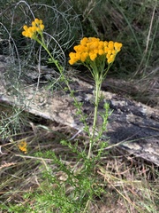 Chrysocephalum semipapposum