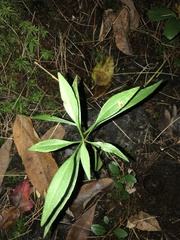 Proserpinaca palustris