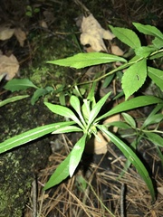 Proserpinaca palustris