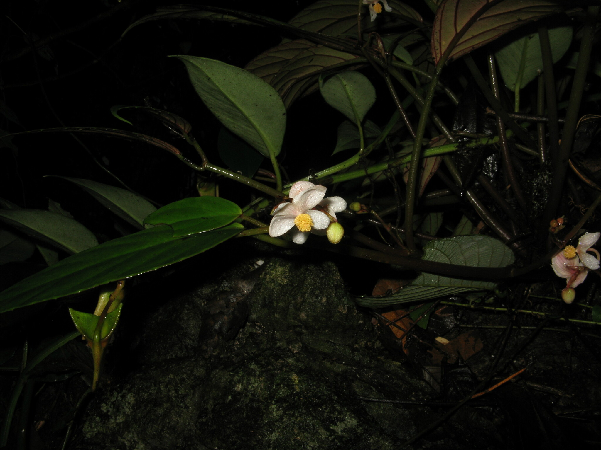 Begonia semilunata (Begonia semilunata)