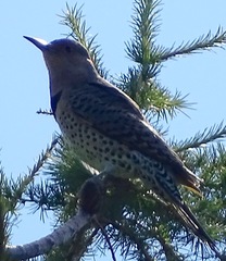 Colaptes auratus luteus