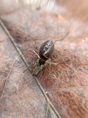 Taracus pallipes