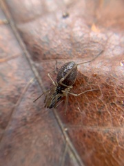 Taracus pallipes