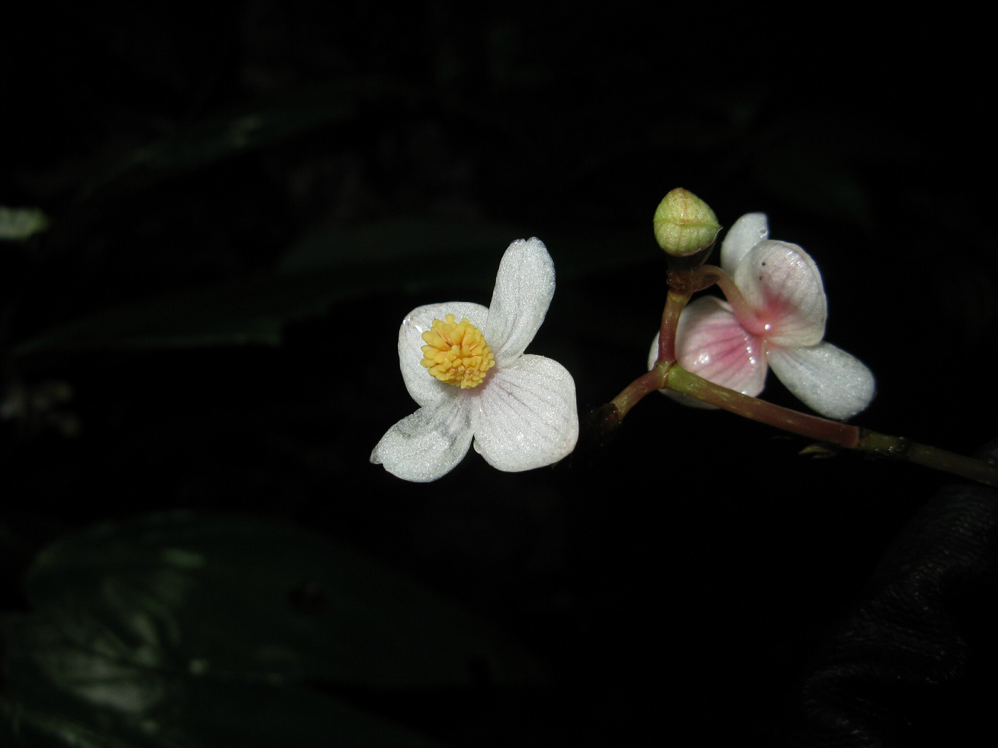Begonia semilunata — ảnh 3