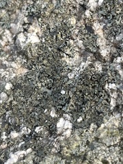 Phaeophyscia rubropulchra