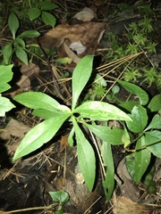 Proserpinaca palustris