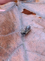 Taracus pallipes