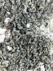 Phaeophyscia rubropulchra