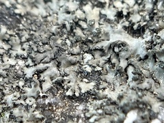 Phaeophyscia rubropulchra