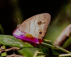 Hermeuptychia harmonia