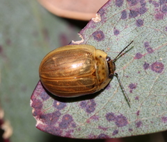 Paropsisterna nucea