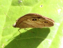 Hermeuptychia harmonia