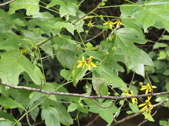 Rudbeckia laciniata