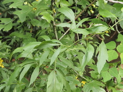 Rudbeckia laciniata