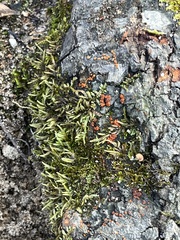 Amphilogia gyrosa