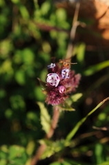 Anchusa variegata