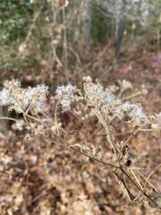 Eupatorium serotinum