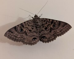 Speiredonia