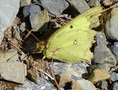 Colias