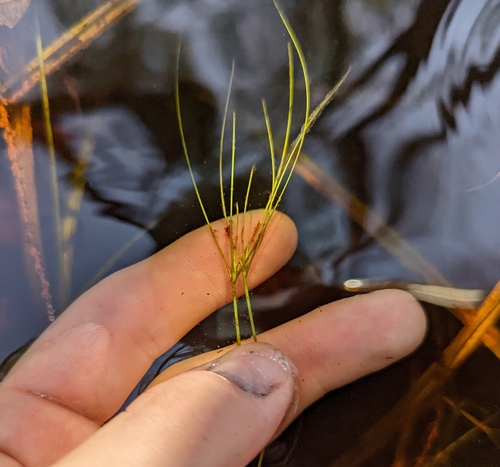 Image of Eleocharis vivipara by no rights reserved