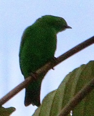 Chlorochrysa phoenicotis