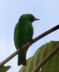 Chlorochrysa phoenicotis