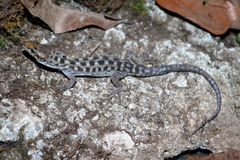 Lepidophyma micropholis