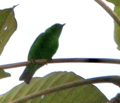 Chlorochrysa phoenicotis