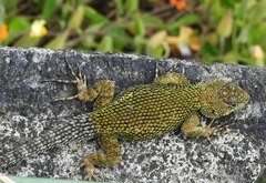 Sceloporus malachiticus