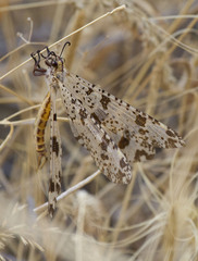 Palpares libelluloides