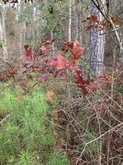 Quercus georgiana