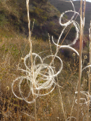 Stipa