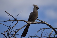 Corythaixoides concolor